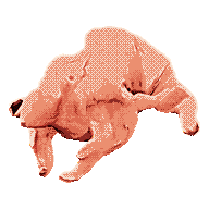 Raw Chicken